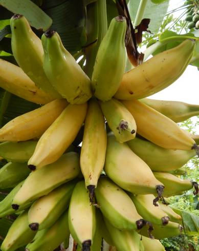 Fotografia de capa Musa x paradisiaca - do Jardim Botânico