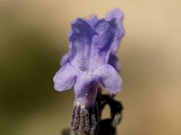 Fotografia da espécie Lavandula latifolia