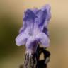 Fotografia 6 da espécie Lavandula latifolia do Jardim Botânico UTAD