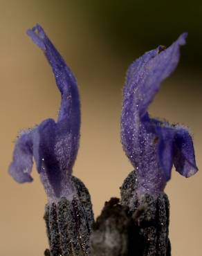 Fotografia 7 da espécie Lavandula latifolia no Jardim Botânico UTAD