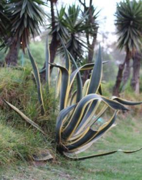 Fotografia 4 da espécie Agave americana subesp. americana no Jardim Botânico UTAD