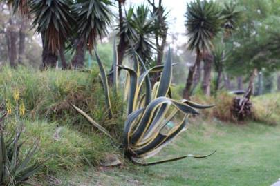 Fotografia da espécie Agave americana subesp. americana