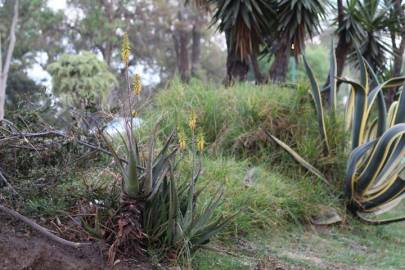 Fotografia da espécie Agave americana subesp. americana