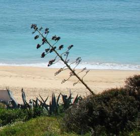 Fotografia da espécie Agave americana subesp. americana