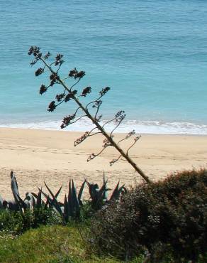 Fotografia 6 da espécie Agave americana subesp. americana no Jardim Botânico UTAD