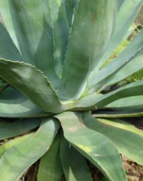 Fotografia 7 da espécie Agave americana subesp. americana no Jardim Botânico UTAD