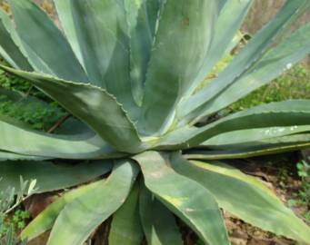 Fotografia da espécie Agave americana subesp. americana