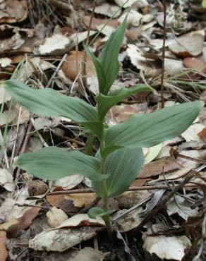 Fotografia 3 da espécie Epipactis duriensis no Jardim Botânico UTAD