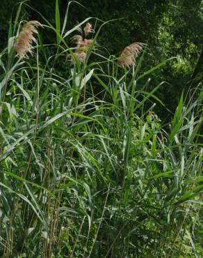 Fotografia 9 da espécie Phragmites australis no Jardim Botânico UTAD