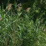 Fotografia 9 da espécie Phragmites australis do Jardim Botânico UTAD