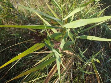 Fotografia da espécie Phragmites australis