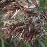 Fotografia 11 da espécie Phragmites australis do Jardim Botânico UTAD