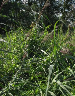 Fotografia 12 da espécie Phragmites australis no Jardim Botânico UTAD