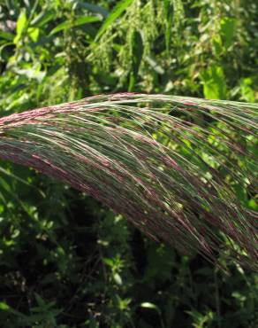 Fotografia 13 da espécie Phragmites australis no Jardim Botânico UTAD