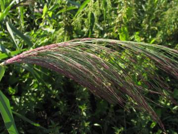 Fotografia da espécie Phragmites australis