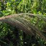 Fotografia 13 da espécie Phragmites australis do Jardim Botânico UTAD