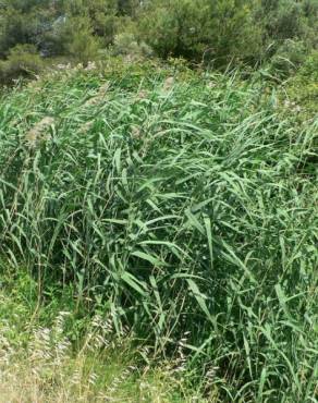 Fotografia 15 da espécie Phragmites australis no Jardim Botânico UTAD