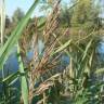 Fotografia 1 da espécie Phragmites australis do Jardim Botânico UTAD