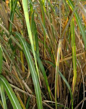 Fotografia 18 da espécie Phragmites australis no Jardim Botânico UTAD