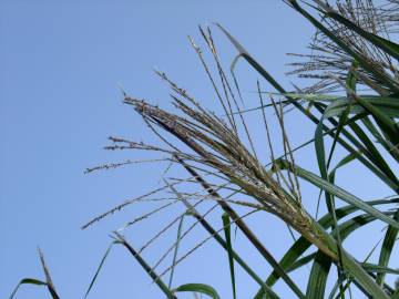 Fotografia da espécie Phragmites australis