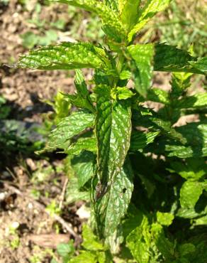 Fotografia 10 da espécie Mentha x piperita no Jardim Botânico UTAD