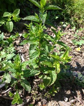 Fotografia 11 da espécie Mentha x piperita no Jardim Botânico UTAD