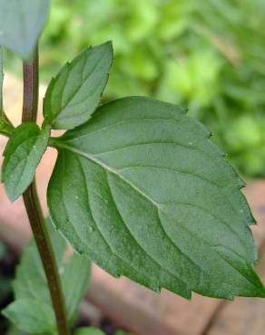 Fotografia 13 da espécie Mentha x piperita no Jardim Botânico UTAD