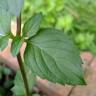 Fotografia 13 da espécie Mentha x piperita do Jardim Botânico UTAD