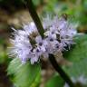 Fotografia 1 da espécie Mentha x piperita do Jardim Botânico UTAD