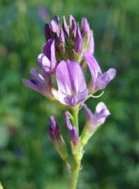 Fotografia da espécie Medicago sativa