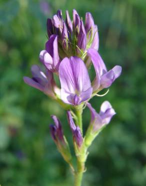 Fotografia 3 da espécie Medicago sativa no Jardim Botânico UTAD