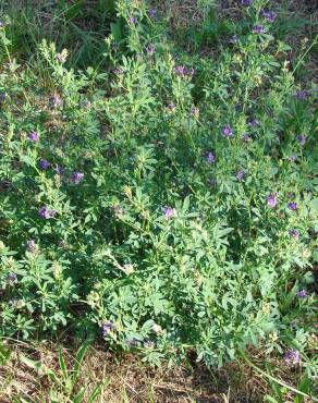 Fotografia 4 da espécie Medicago sativa no Jardim Botânico UTAD