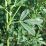 Fotografia 5 da espécie Medicago sativa do Jardim Botânico UTAD