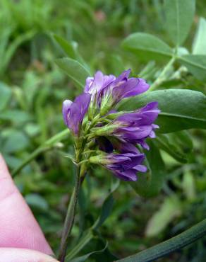 Fotografia 6 da espécie Medicago sativa no Jardim Botânico UTAD