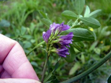 Fotografia da espécie Medicago sativa