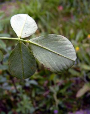 Fotografia 7 da espécie Medicago sativa no Jardim Botânico UTAD