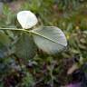 Fotografia 7 da espécie Medicago sativa do Jardim Botânico UTAD