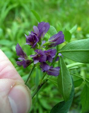 Fotografia 9 da espécie Medicago sativa no Jardim Botânico UTAD