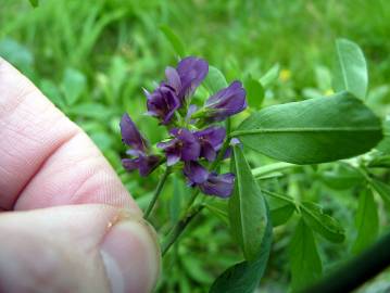 Fotografia da espécie Medicago sativa