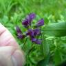 Fotografia 9 da espécie Medicago sativa do Jardim Botânico UTAD