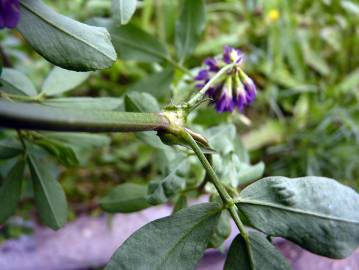 Fotografia da espécie Medicago sativa