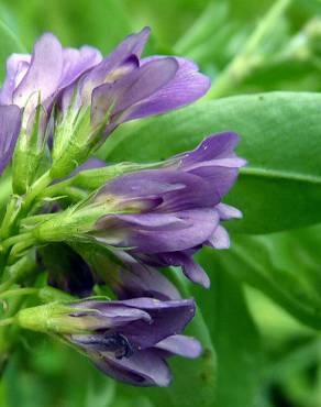 Fotografia 11 da espécie Medicago sativa no Jardim Botânico UTAD