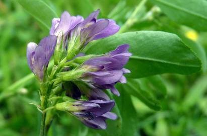 Fotografia da espécie Medicago sativa