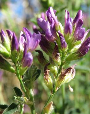 Fotografia 12 da espécie Medicago sativa no Jardim Botânico UTAD