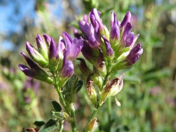 Fotografia da espécie Medicago sativa