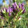 Fotografia 12 da espécie Medicago sativa do Jardim Botânico UTAD