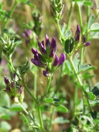 Fotografia da espécie Medicago sativa