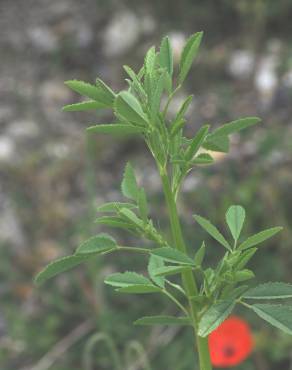 Fotografia 14 da espécie Medicago sativa no Jardim Botânico UTAD