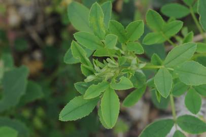 Fotografia da espécie Medicago sativa