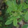 Fotografia 15 da espécie Medicago sativa do Jardim Botânico UTAD